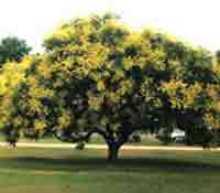 Tree Photography, Golden Rain Tree Image