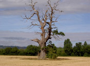dying oak tree