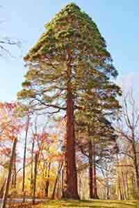 Tree Picture, Giant Sequoia Picture