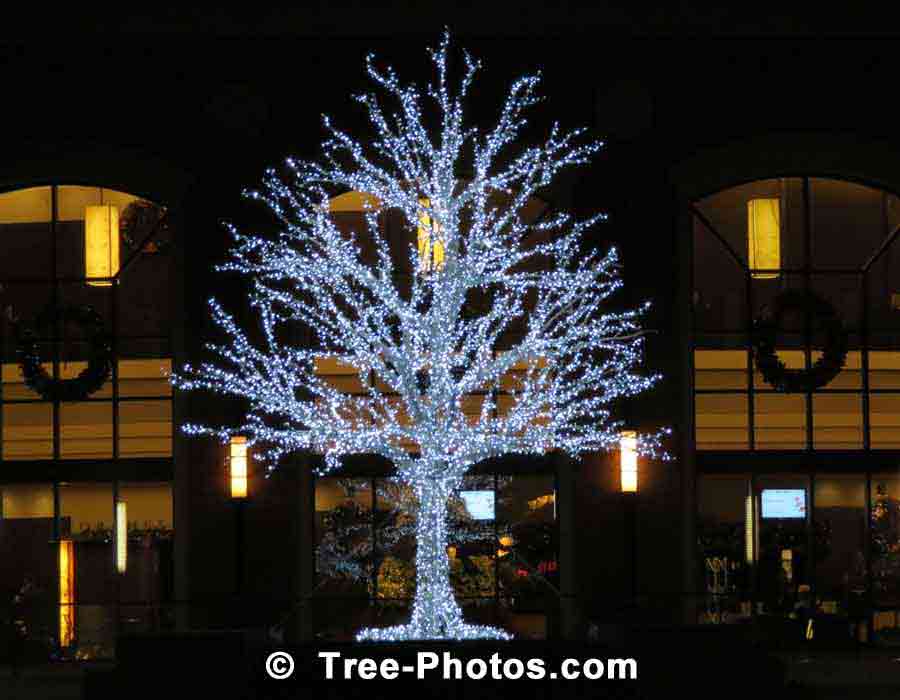 Christmas Tree Pictures Gallery