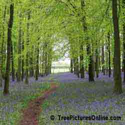 Pictures of Beech Trees: Beech Tree Forest