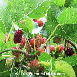 Mulberry Tree: Picture of Mulberry Tree's Fruit; Mullberries