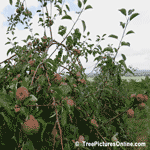 Pictures of Trees: Apple Fruit Tree Photo