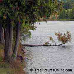 Cedars: Branch of Eastern White Cedar Tree Growing on the River