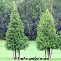 Cedars: Red Cedar Trees on the Golf Course | Tree:Cedar @ TreePicturesOnline.com