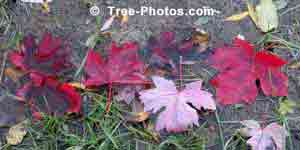 Trees: Maple Tree Leaves in Fall Puddle Image