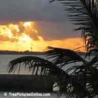 Palms: Palm Tree Sunrise Image Bermuda | Tree:Palm+Leaves @ TreePicturesOnline.com