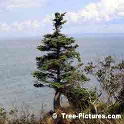 Pine: Pine Tree on Bay of Fundy, New Brunswick, Canada | Tree:Pine @ TreePicturesOnline.com