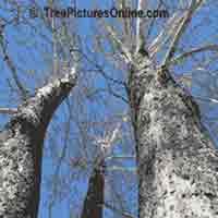 Tree Sycamore: Tree Trunk Bark of Big Sycamore Tree