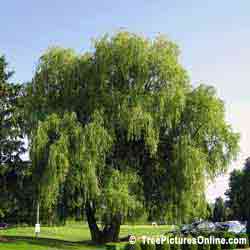 Willow Trees, Picture of Mature Willow Tree, Image of Golf Course Large Willow Tree, Willow Tree Identification