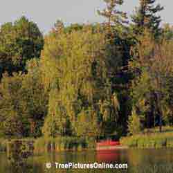 Willow Trees, Picture of Pond Willow Tree, Image of Large Willow Tree with Red Canoe, Willow Tree Identification