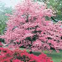 Dogwood Tree: Pretty Pink Dogwood Tree Pic | Tree:Dogwood+Flower @ TreePicturesOnline.com