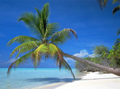 Tree Picture, Impressive Leaning Beach Palm Tree Picture