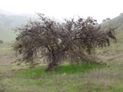 Tree Acacia