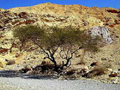 Picture of Acacia Tree