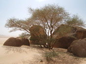 Acacia Tree Photograph