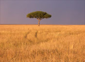 Acacia Tree Image