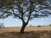 Acacia Tree Photo