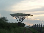 Acacia Tree Picture