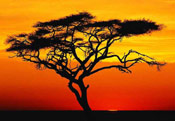 Acacia Tree Sky