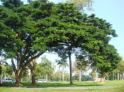 Acacia Tree Pic