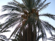 ammar palm tree