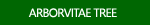 Arborvitae tree pictures