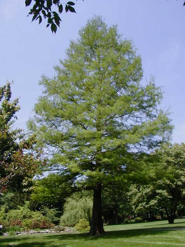cypress bald tree trees facts distichum taxodium north american missouri scientific name streetside garden common does treepicturesonline