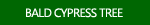 Bald Cypress Tree Photos