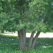 Bay Laurel Tree Picture