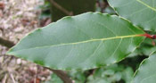 Bay Laurel Tree Leaf