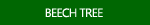 Beech Tree Pictures