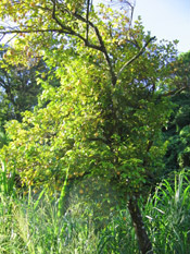 Nutmeg Tree Pictures: Big nutmeg tree