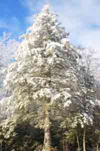 Hemlock Tree