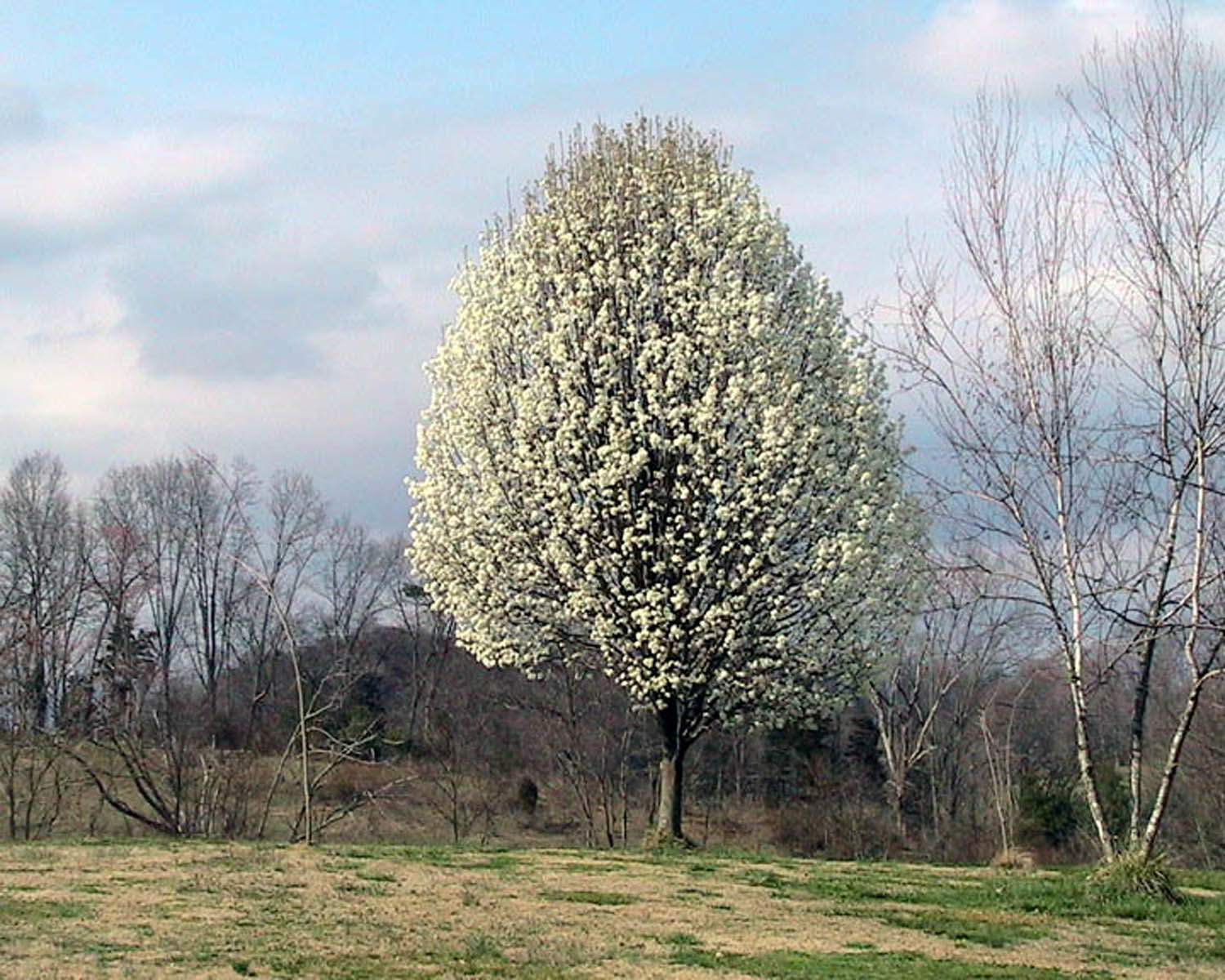 Pear Tree Pictures Images Phtos Info About Pear Trees