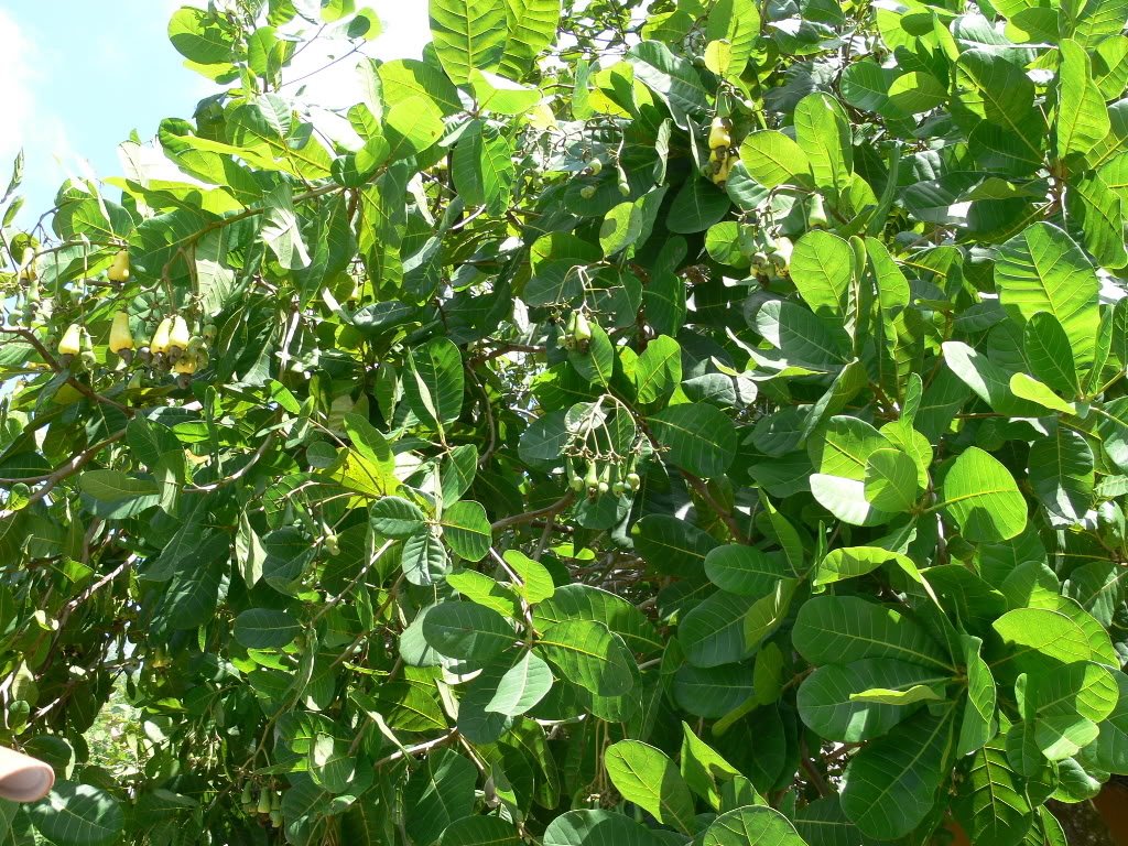 Cashew Tree Pictures Facts Photos On Cashew Trees