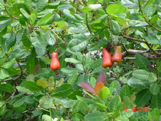 Cashew Tree Pictures Facts Photos On Cashew Trees