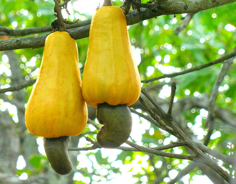 Cashew Tree Pictures Facts Photos On Cashew Trees