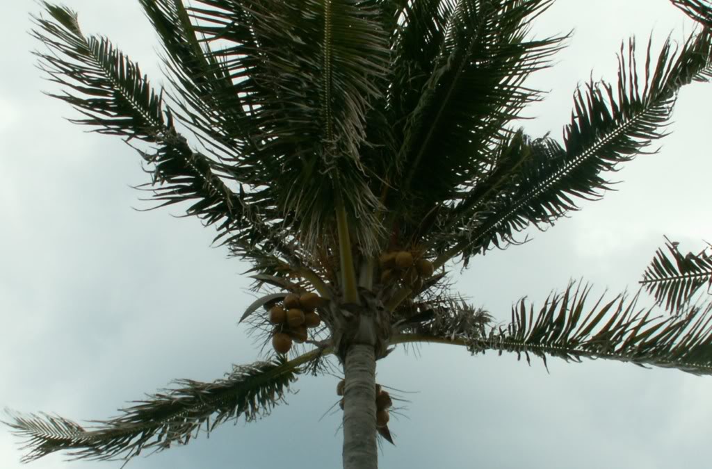 coconut-palm-tree-pictures-facts-on-coconut-palm-trees