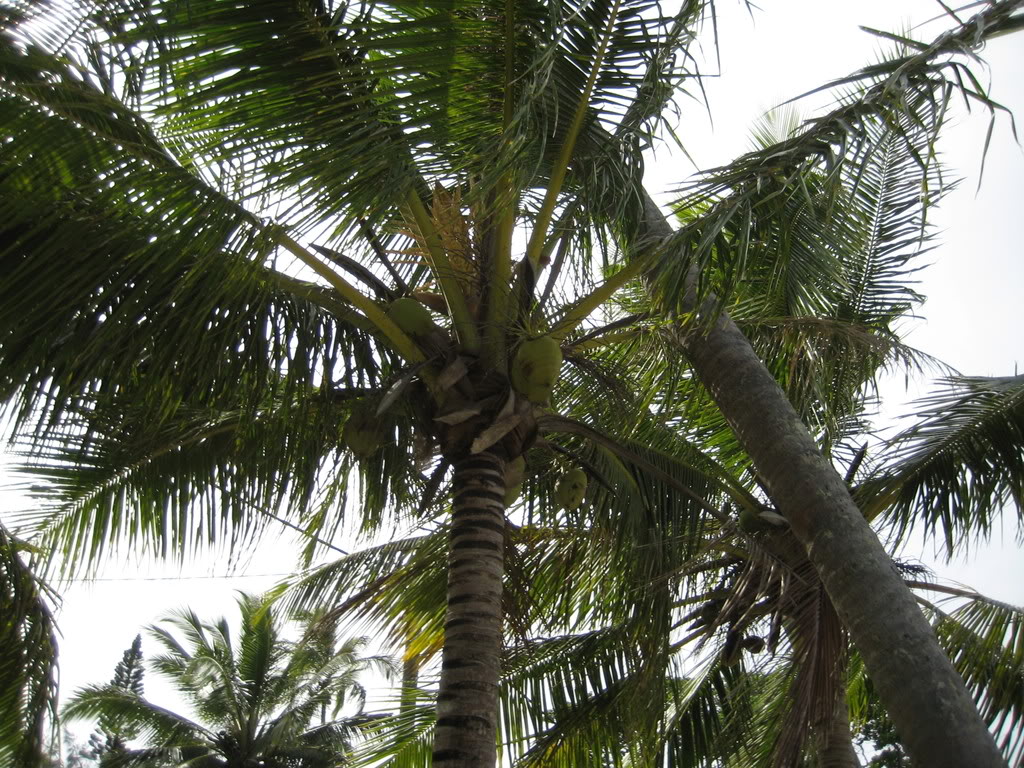 coconut-palm-tree-pictures-facts-on-coconut-palm-trees