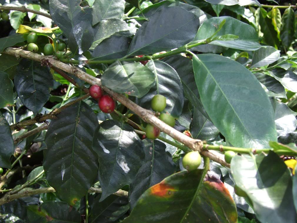 Coffee Tree Pictures, Facts on Coffee Trees