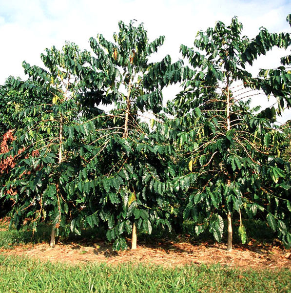 Coffee Tree Pictures, Facts on Coffee Trees