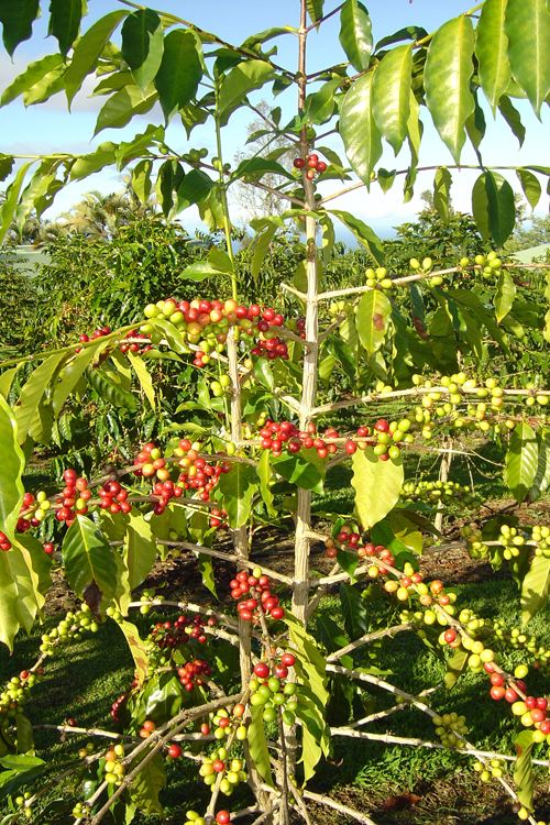 Coffee Tree Pictures, Facts on Coffee Trees