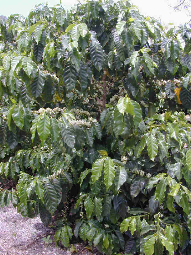 Coffee Tree Pictures, Facts on Coffee Trees