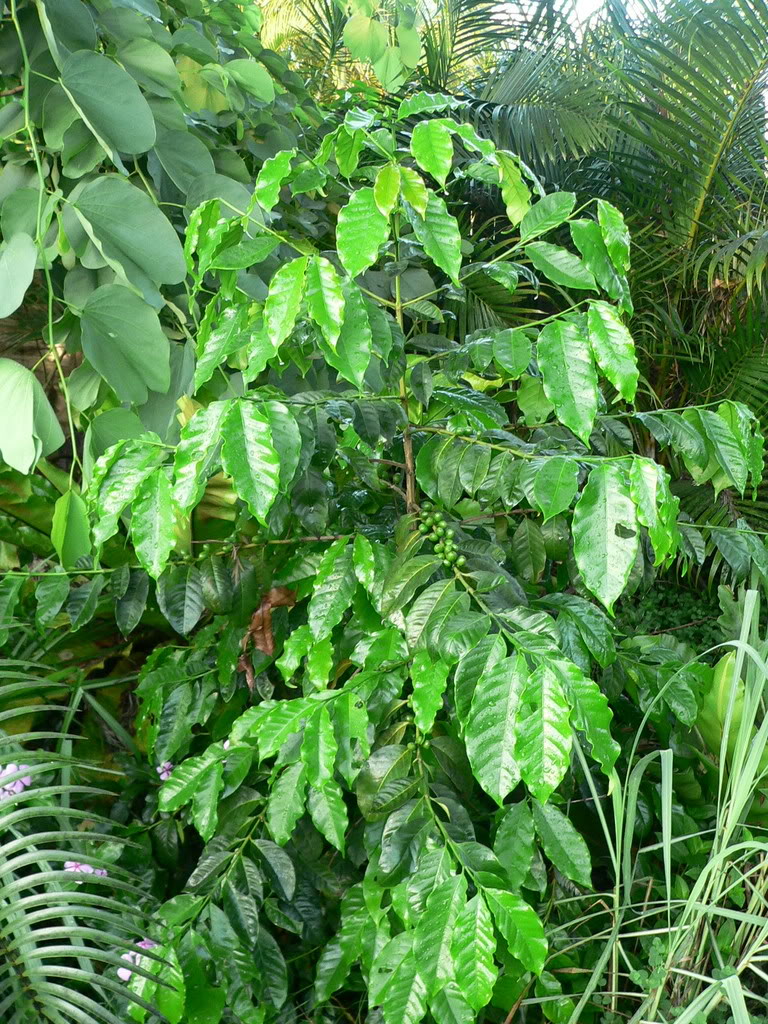 Coffee Tree Pictures, Facts on Coffee Trees