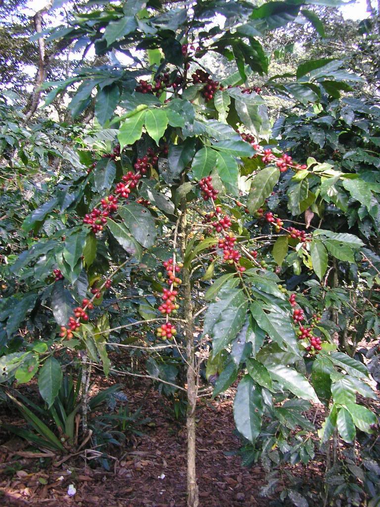 Coffee Tree Pictures, Facts on Coffee Trees