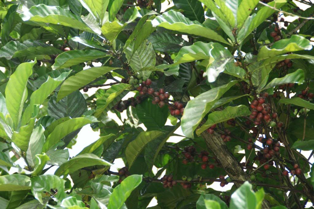 Coffee Tree Pictures, Facts on Coffee Trees