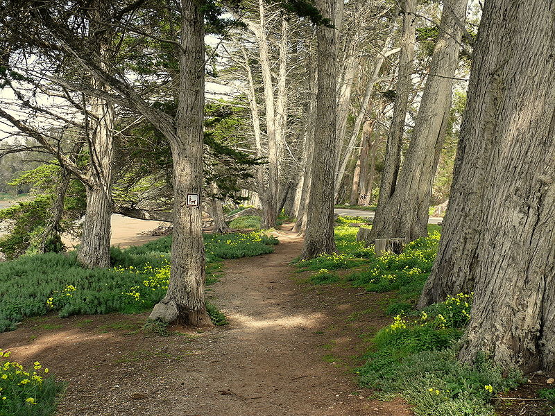 cypress tree trees wildflowers bayside path through treepicturesonline