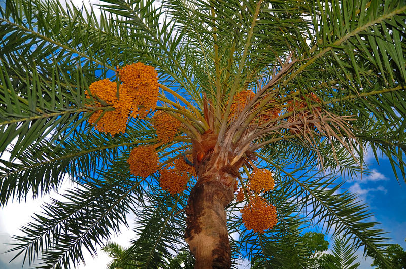 date-palm-tree-pictures-images-photos-of-date-palm-trees