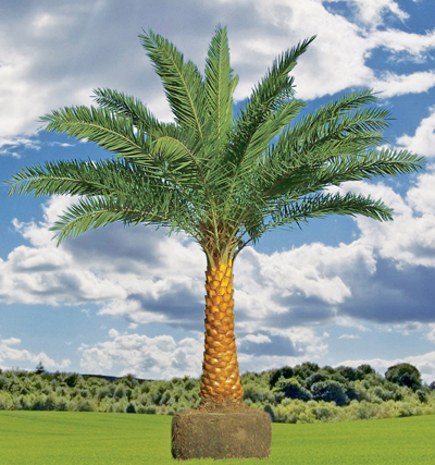 Palm Trees Care - Climate Zone Maps for Successfully Growing and Caring for Cold Hardy Palm Trees